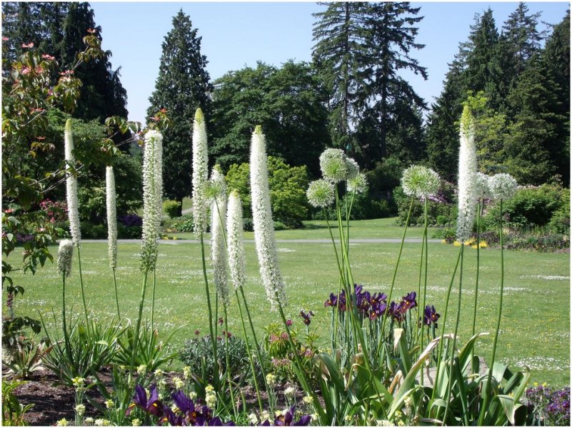 سریش ، نیلوفر دم روباهی